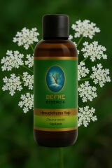 Havuç Tohumu Yağı - Geleneksel %100 Saf Sabit Yağ